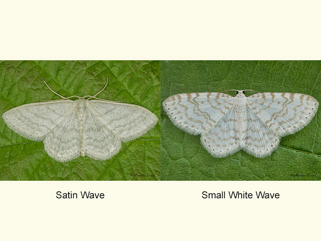  70.009 Satin Wave and Small White Wave Copyright Martin Evans 