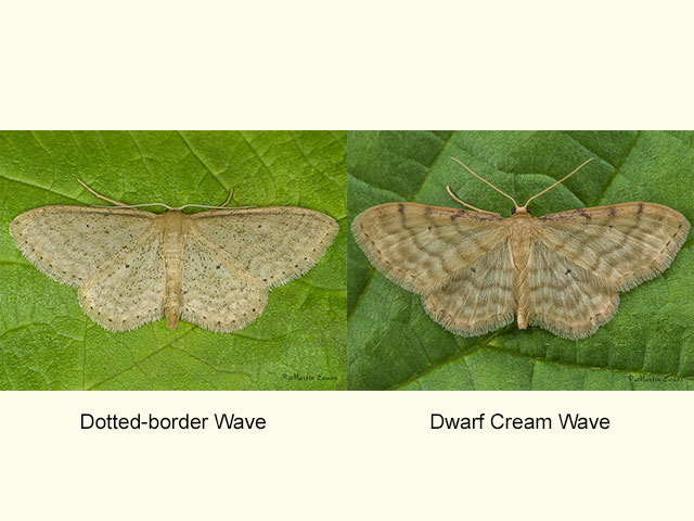  70.010 Dotted-border Wave and Dwarf Cream Wave Copyright Martin Evans 