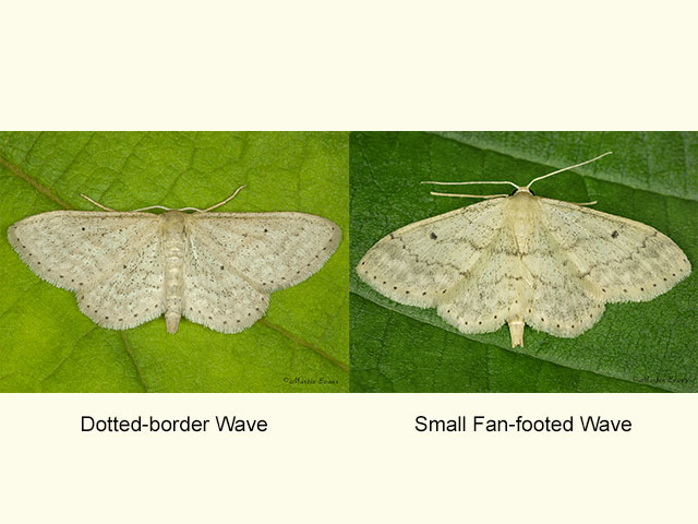  70.010 Dotted-border Wave and Small Fan-footed Wave Copyright Martin Evans 