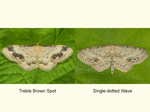  70.012 Treble Brown Spot and Single-dotted Wave Copyright Martin Evans 