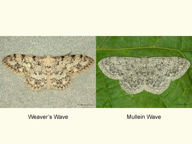  70.014 Weaver's Wave and Mullein Wave Copyright Martin Evans 