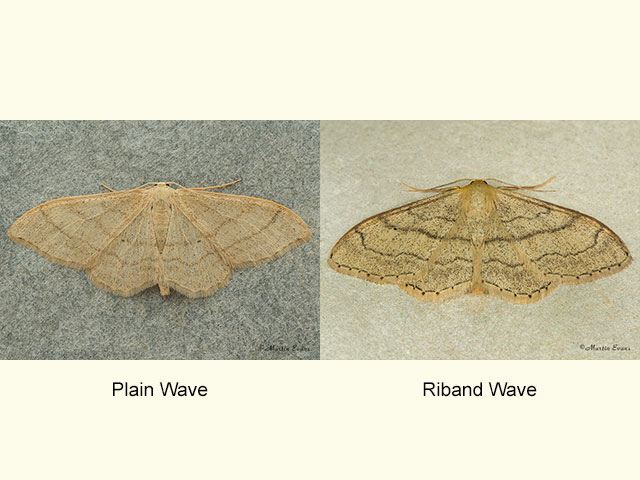  70.018 Plain Wave and Riband Wave Copyright Martin Evans 