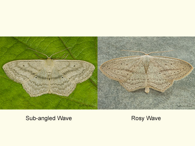  70.020 Sub-angled Wave and Rosy Wave Copyright Martin Evans 