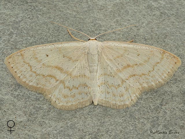  70.025 Lesser Cream Wave female Copyright Martin Evans 