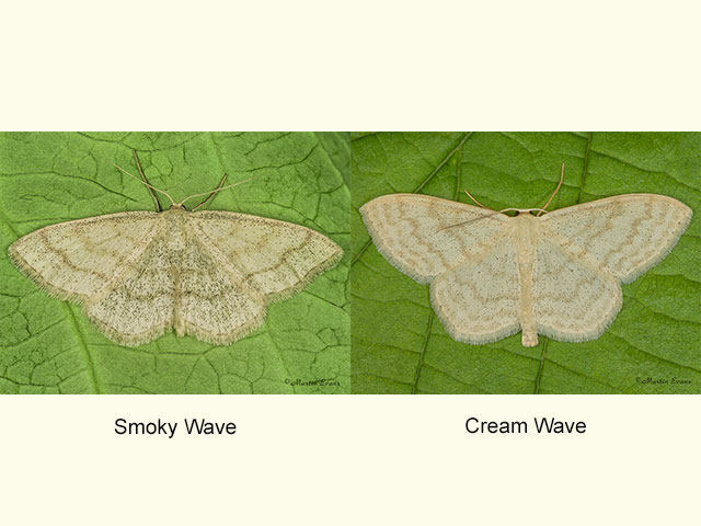  70.026 Smoky Wave and Cream Wave Copyright Martin Evans 