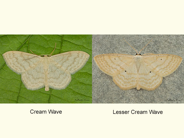  70.027 Cream Wave and Lesser Cream Wave Copyright Martin Evans 