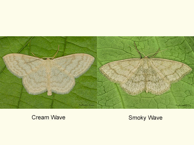  70.027 Cream Wave and Smoky Wave Copyright Martin Evans 