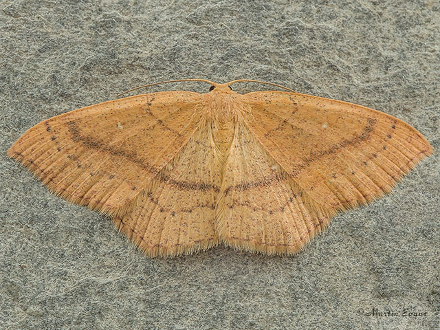  70.037 Clay Triple-lines summer brood Copyright Martin Evans 