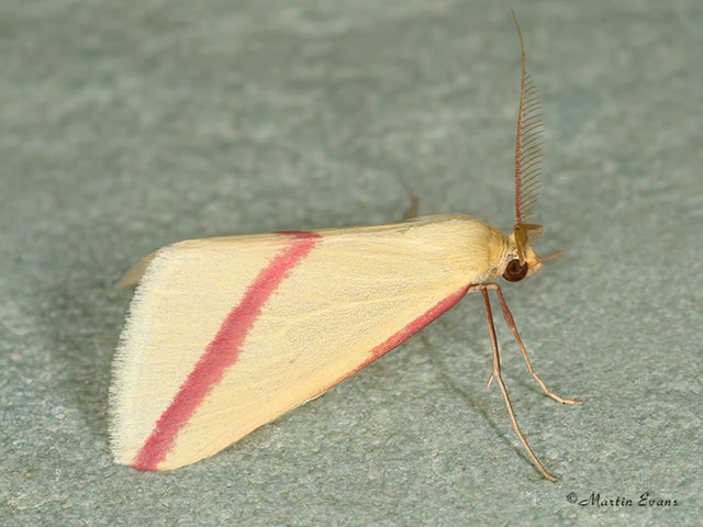  Vestal  male pink stripe form Copyright Martin Evans 