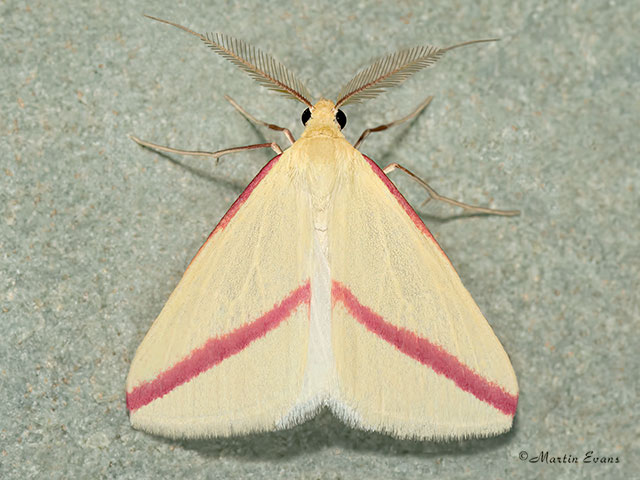  Vestal  male pink stripe form Copyright Martin Evans 