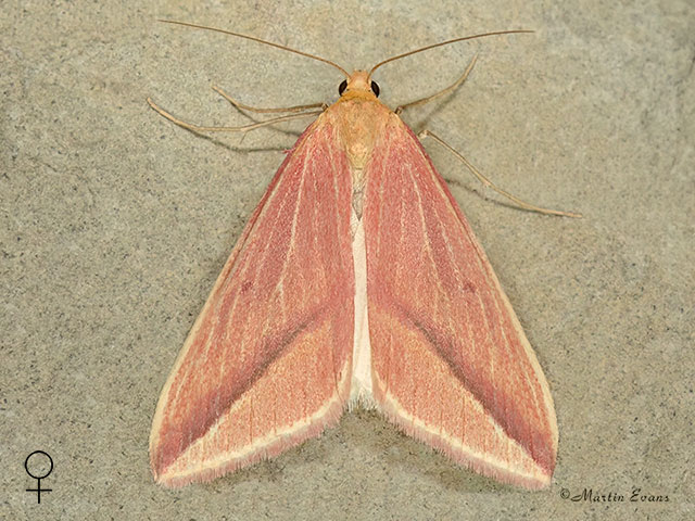  Vestal female pink form Copyright Martin Evans  