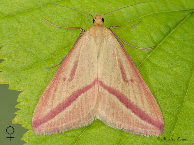  Vestal female pink-striped form Copyright Martin Evans 