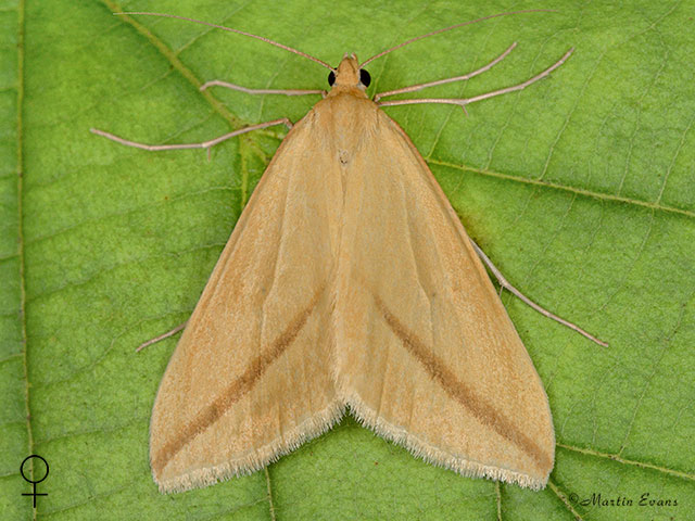  Vestal female straw form Copyright Martin Evans 