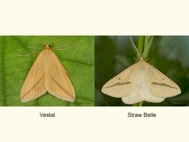  Vestal female straw form and Straw Belle Copyright Martin Evans 