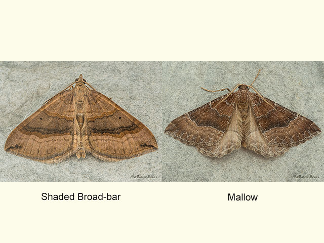  70.045 Shaded Broad-bar and Mallow Copyright Martin Evans 