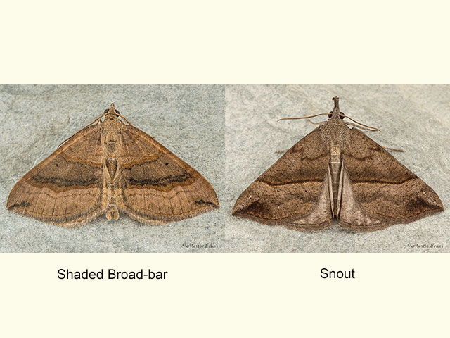  70.045 Shaded Broad-bar and Snout Copyright Martin Evans 