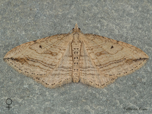  70.046 Oblique Carpet female Copyright Martin Evans 