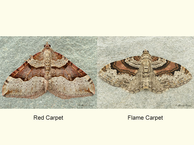  70.048 Red Carpet and Flame Carpet Copyright Martin Evans 