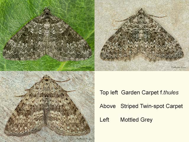  70.049 Garden Carpet f.thules, Striped Twin-spot Carpet and Mottled Grey Copyright Martin Evans 