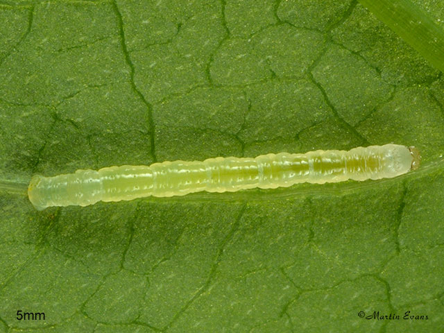  70.050 Balsam Carpet Copyright larva 5mm Martin Evans 
