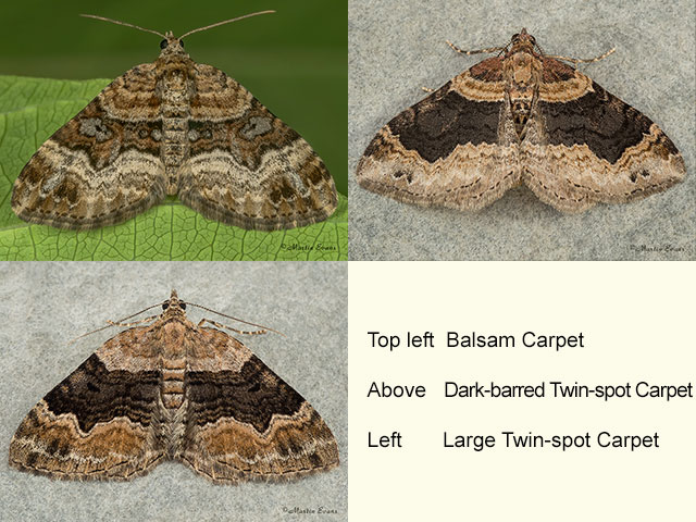  70.050 Balsam Carpet, Dark-barred Twin-spot Carpet and Large Twin-spot Carpet Copyright Martin Evans 