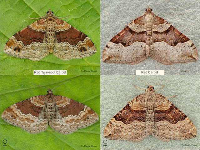  70.051 Red Twin-spot Carpet and Red Carpet Copyright Martin Evans 