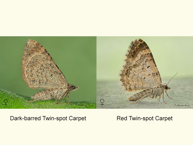  70.052 Dark-barred Twin-spot Carpet and Red Twin-spot Carpet undersides Copyright Martin Evans 