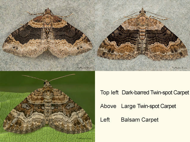  70.052 Dark-barred Twin-spot Carpet, Large Twin-spot Carpet and Balsam Carpet Copyright Martin Evans 