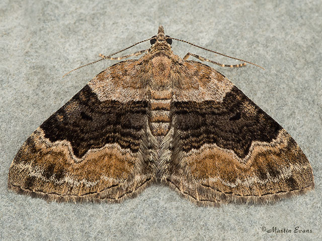  70.055 Large Twin-spot Carpet Copyright Martin Evans 