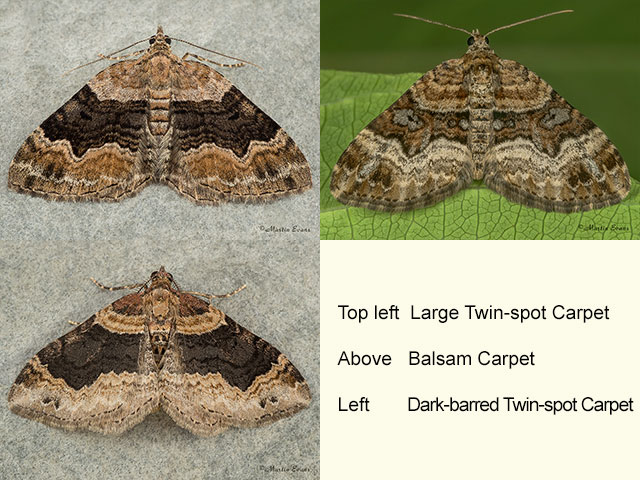  70.055 Large Twin-spot Carpet, Balsam Carpet and Dark-barred Twin-spot Carpet Copyright Martin Evans 