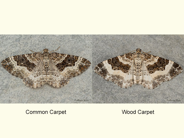  70.061 Common Carpet and Wood Carpet Copyright Martin Evans 