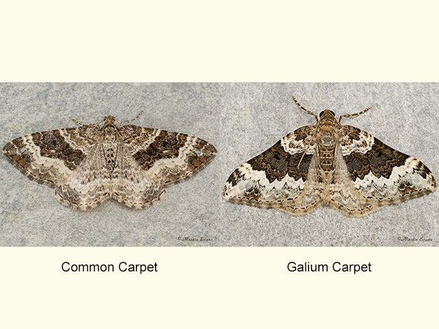  70.061 Common Carpet and Galium Carpet Copyright Martin Evans 