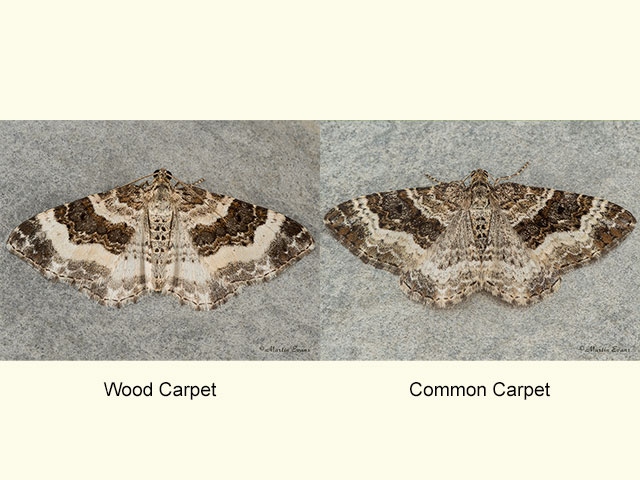  70.062 Wood Carpet and Common Carpet Copyright Martin Evans 