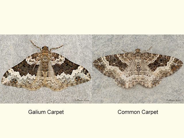  70.063 Galium Carpet and Common Carpet Copyright Martin Evans 