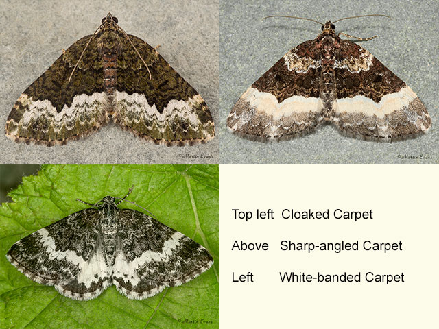  70.064 Cloaked Carpet, Sharp-angled Carpet and White-barred Carpet Copyright Martin Evans 