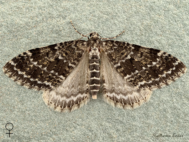  70.072 Grey Mountain Carpet dark form female Copyright Martin Evans 