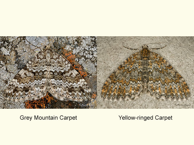  70.072 Grey Mountain Carpet and Yellow-ringed Carpet Copyright Martin Evans 