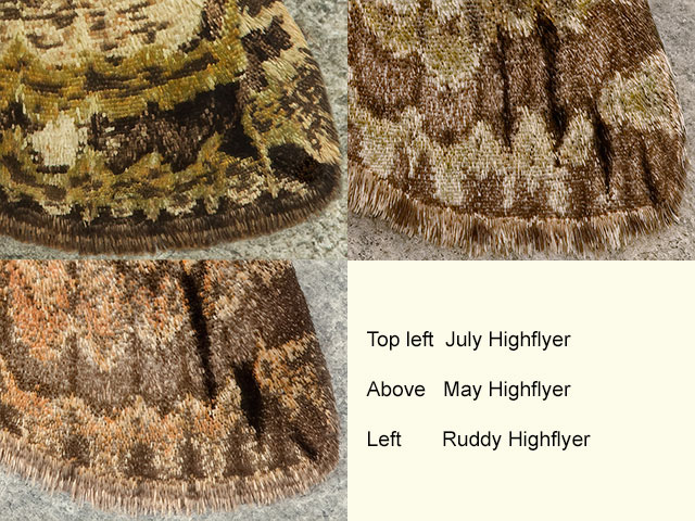  70.074 July Highflyer, May Highflyer and Ruddy Highflyer Copyright Martin Evans 