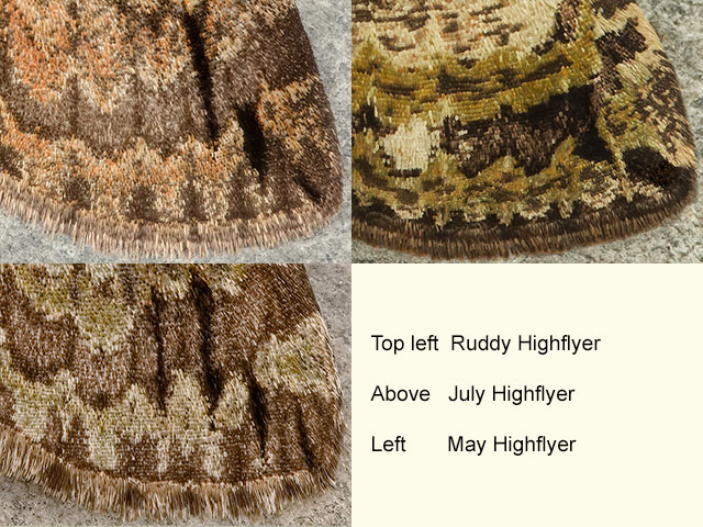 70.076 Ruddy Highflyer, July Highflyer and May Highflyer Copyright Martin Evans 