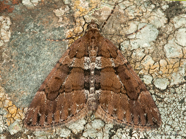  70.078 Chestnut-coloured Carpet Copyright Martin Evans 