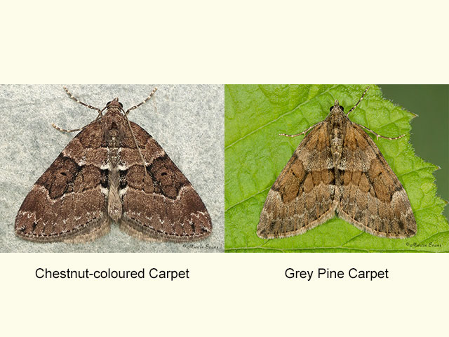  70.078 Chestnut-coloured Carpet and Grey Pine Carpet Copyright Martin Evans 