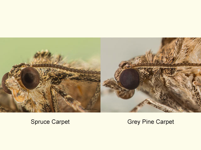  70.079 Spruce Carpet and Grey Pine Carpet antenna close Copyright Martin Evans 