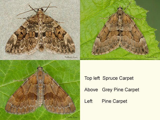  70.079 Spruce Carpet, Grey Pine Carpet and Pine Carpet Copyright Martin Evans 