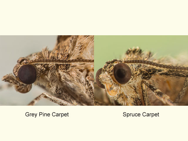  70.081 Grey Pine Carpet and Spruce Carpet antenna close Copyright Martin Evans 