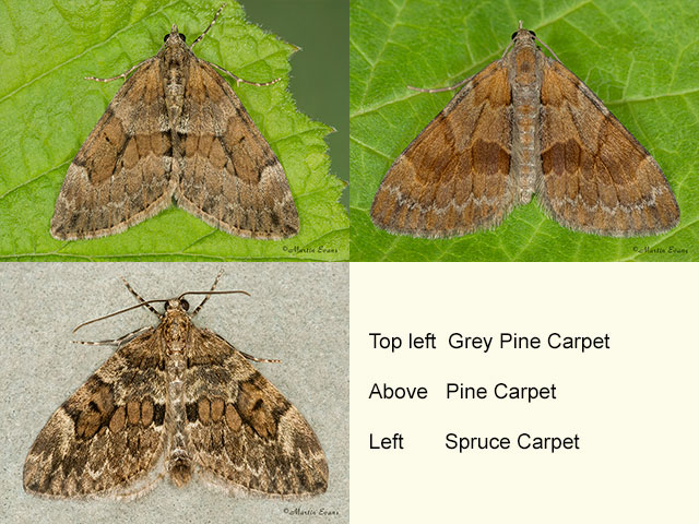  70.081 Grey Pine Carpet, Pine Carpet and Spruce Carpet Copyright Martin Evans 