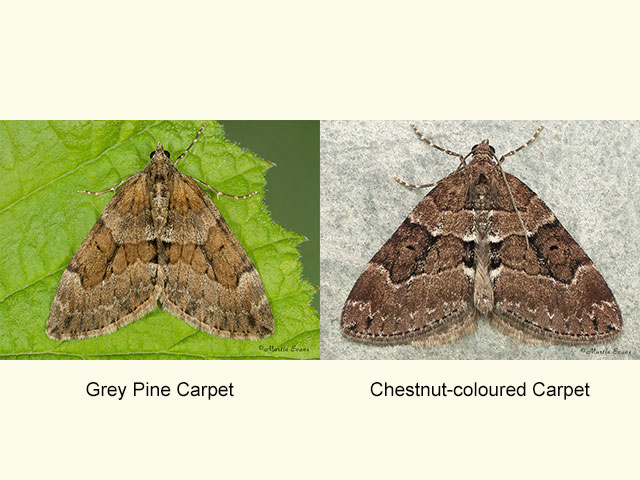  70.081 Grey Pine Carpet and Chestnut-coloured Carpet Copyright Martin Evans 