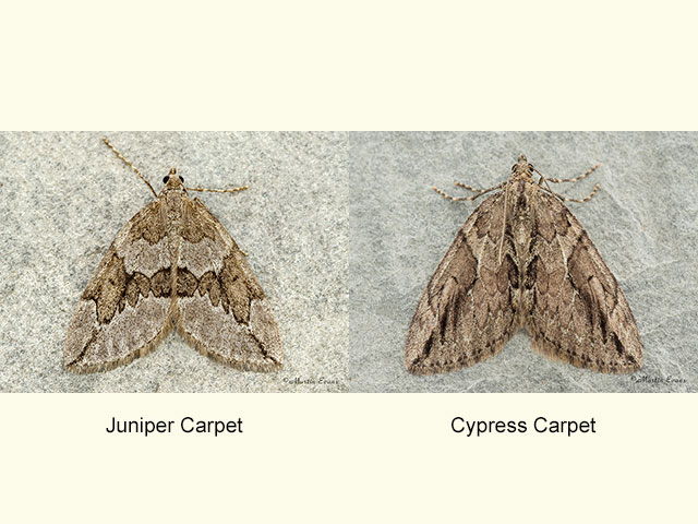  70.082 Juniper Carpet and Cypress Carpet Copyright Martin Evans 