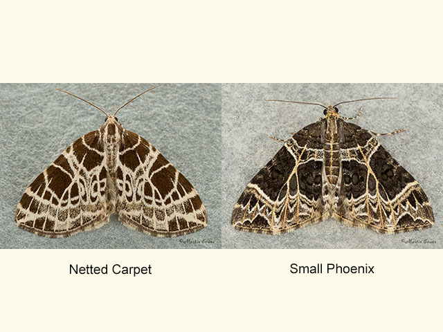  70.088 Netted Carpet and Small Phoenix Copyright Martin Evans 