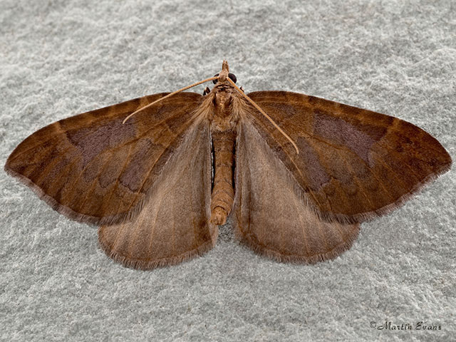  70.091 Northern Spinach Copyright Martin Evans 