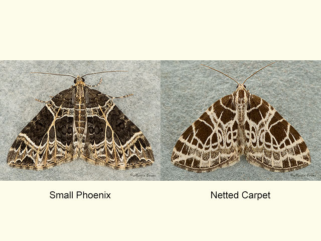  70.094 Small Phoenix and Netted Carpet Copyright Martin Evans 